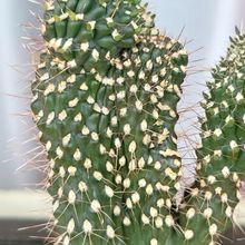 A photo of Cylindropuntia fulgida fma. monstruosa