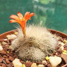 Una foto de Rebutia fiebrigii