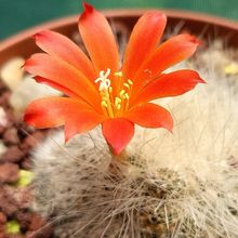 Una foto de Rebutia fiebrigii