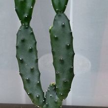 Foto de un cactus que se está identificando actualmente