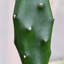 Foto de un cactus que se está identificando actualmente