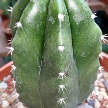 Foto de un cactus que se está identificando actualmente
