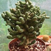 Una foto de Opuntia monacantha fma. monstruosa