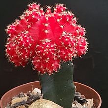 A photo of Gymnocalycium mihanovichii cv. hibotan