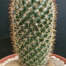 A photo of Mammillaria columbiana ssp. yucatanensis