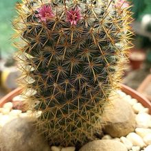 A photo of Mammillaria columbiana ssp. yucatanensis