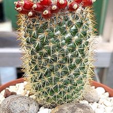 A photo of Mammillaria columbiana ssp. yucatanensis