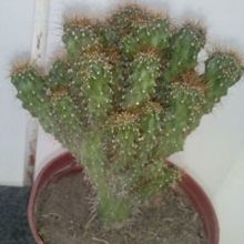 A photo of Cereus peruvianus fma. monstruosa