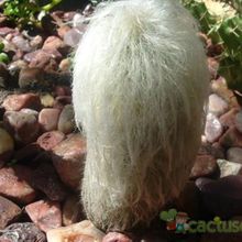 Una foto de Cephalocereus senilis