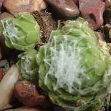 Una foto de Sempervivum arachnoideum