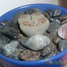 Una foto de Lithops karasmontana ssp. karasmontana