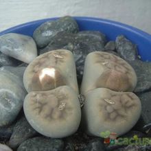 Una foto de Lithops karasmontana ssp. karasmontana