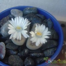 Una foto de Lithops karasmontana ssp. karasmontana