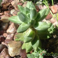 A photo of Pachyphytum compactum