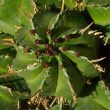 Una foto de Euphorbia aggregata