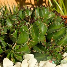 Una foto de Euphorbia aggregata