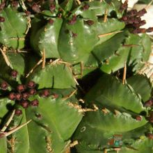 Una foto de Euphorbia aggregata