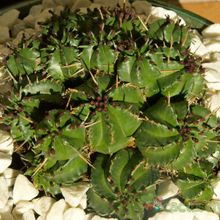 Una foto de Euphorbia aggregata