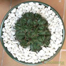 Una foto de Euphorbia aggregata