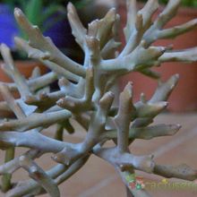 Una foto de Euphorbia lignosa