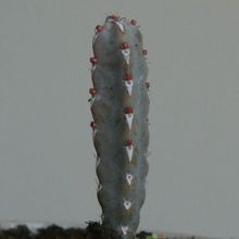 Una foto de Euphorbia debilispina