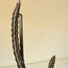 A photo of Kleinia stapeliiformis