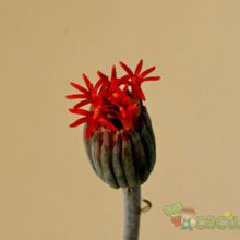 A photo of Kleinia stapeliiformis