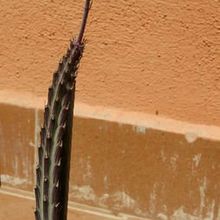 A photo of Kleinia stapeliiformis
