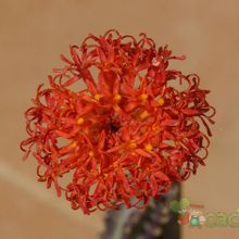 A photo of Kleinia stapeliiformis
