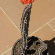 A photo of Kleinia stapeliiformis