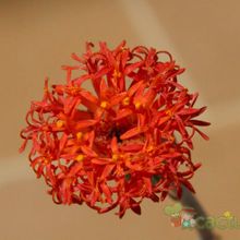 A photo of Kleinia stapeliiformis