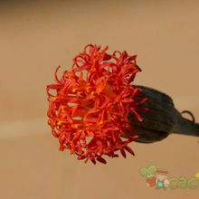 A photo of Kleinia stapeliiformis