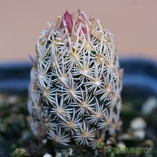 A photo of Escobaria minima