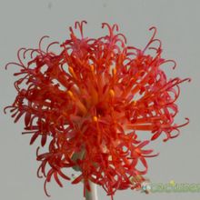 A photo of Kleinia stapeliiformis