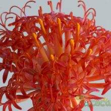 A photo of Kleinia stapeliiformis