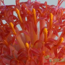 A photo of Kleinia stapeliiformis