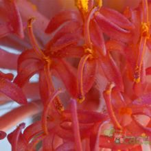 A photo of Kleinia stapeliiformis