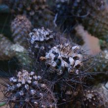 A photo of Copiapoa longispina