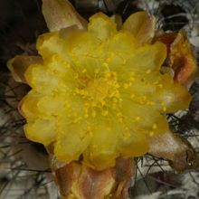 A photo of Copiapoa longispina