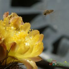 A photo of Copiapoa longispina