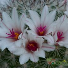 Una foto de Mammillaria albicans ssp. albicans