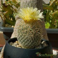 Una foto de Coryphantha werdermannii