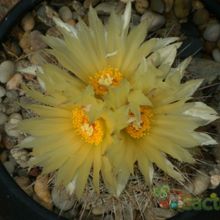 Una foto de Coryphantha werdermannii