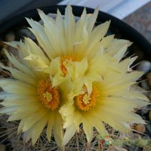 Una foto de Coryphantha werdermannii
