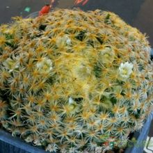 Una foto de Mammillaria schiedeana