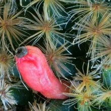 Una foto de Mammillaria schiedeana