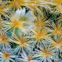 Una foto de Mammillaria schiedeana