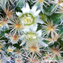 Una foto de Mammillaria schiedeana