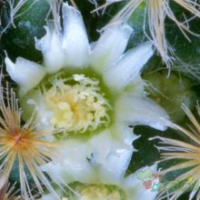 Una foto de Mammillaria schiedeana