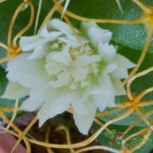 Una foto de Mammillaria decipiens ssp. camptotricha